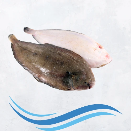 Solha